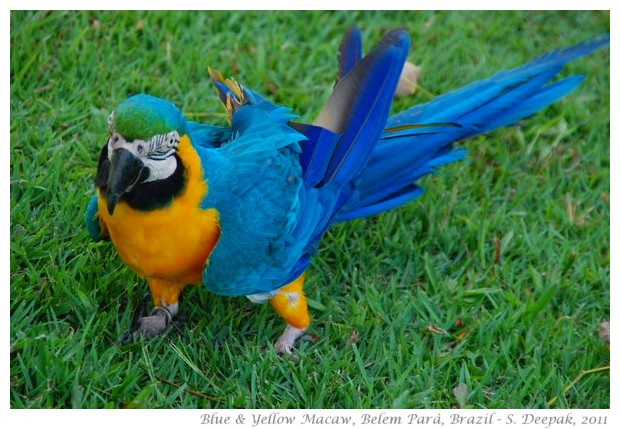 Blue and yellow macaw, Para Brazil - S. Deepak, 2011