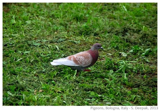 Pigeons, Bologna, Italy - S. Deepak, 2013