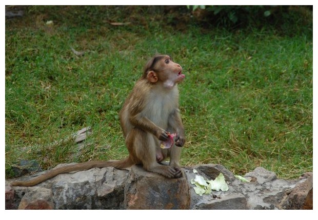 Bonnet Macaque monkey in Delhi zoo, India