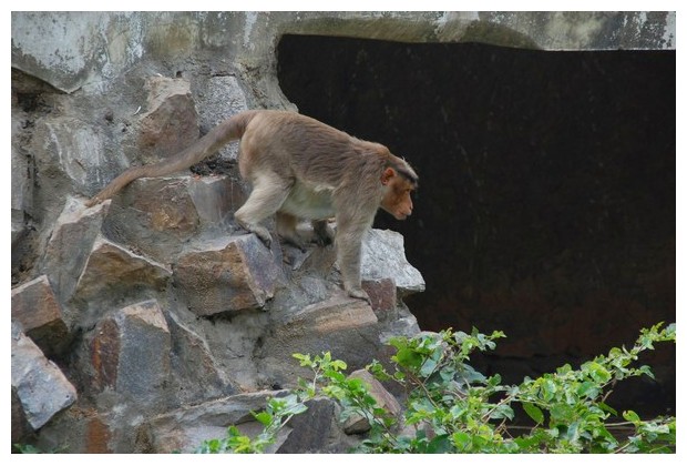 Bonnet Macaque monkey in Delhi zoo, India