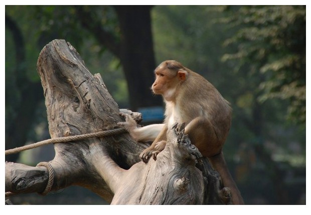 Bonnet Macaque monkey in Delhi zoo, India