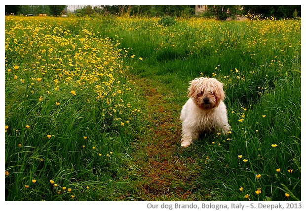 Our dog Brando and the spring flowers, Bologna, Italy - S. Deepak, 2013