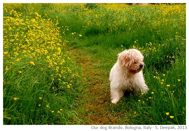 Our dog Brando and the spring flowers, Bologna, Italy - S. Deepak, 2013