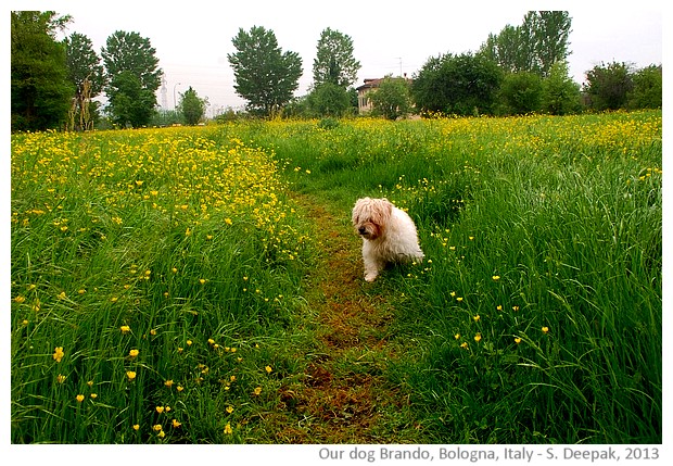 Our dog Brando and the spring flowers, Bologna, Italy - S. Deepak, 2013