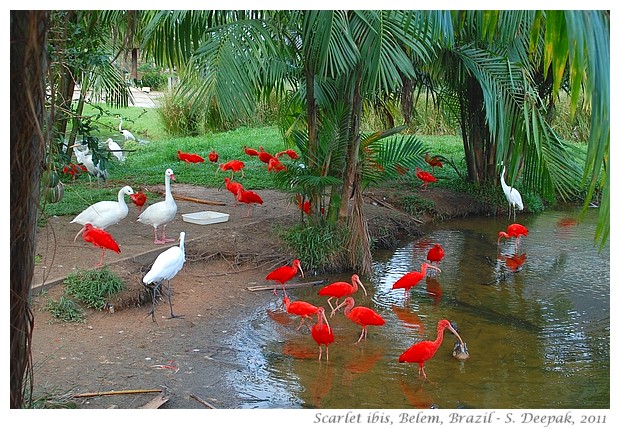 Scarlet ibis, Belem, Brazil - S. Deepak, 2011