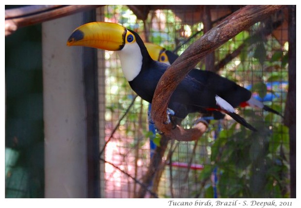 Tucano birds in Goias Velho, Brazil - images by S. Deepak