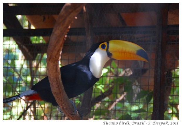 Tucano birds in Goias Velho, Brazil - images by S. Deepak