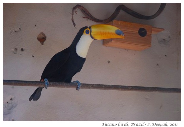 Tucano birds in Goias Velho, Brazil - images by S. Deepak