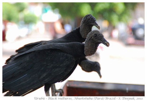 Uburù, black Brazilian vultures, Parà state Brazil - images by S. Deepak