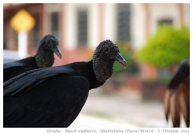 Uburù, black Brazilian vultures, Parà state Brazil - images by S. Deepak