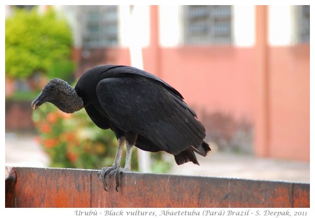 Uburù, black Brazilian vultures, Parà state Brazil - images by S. Deepak