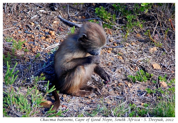 Chacma baboons, Cape of Good Hope, South Africa - S. Deepak, 2012