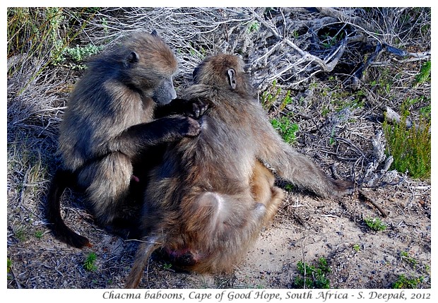 Chacma baboons, Cape of Good Hope, South Africa - S. Deepak, 2012
