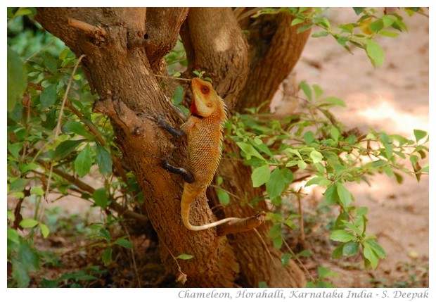 Chameleon, Horahalli, Karnataka, India, image by S. Deepak