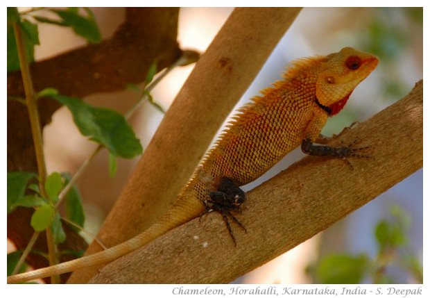 Chameleon, Horahalli, Karnataka, India, image by S. Deepak