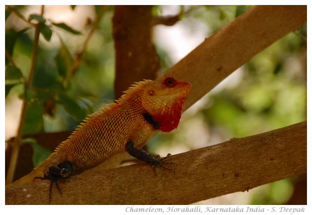 Chameleon, Horahalli, Karnataka, India, image by S. Deepak