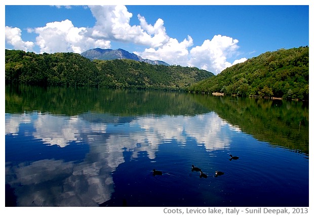 Coots, water birds, Levico lake, Italy - images by Sunil Deepak, 2013