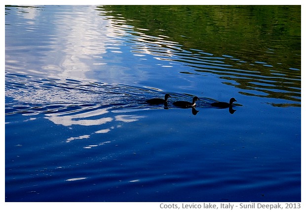 Coots, water birds, Levico lake, Italy - images by Sunil Deepak, 2013