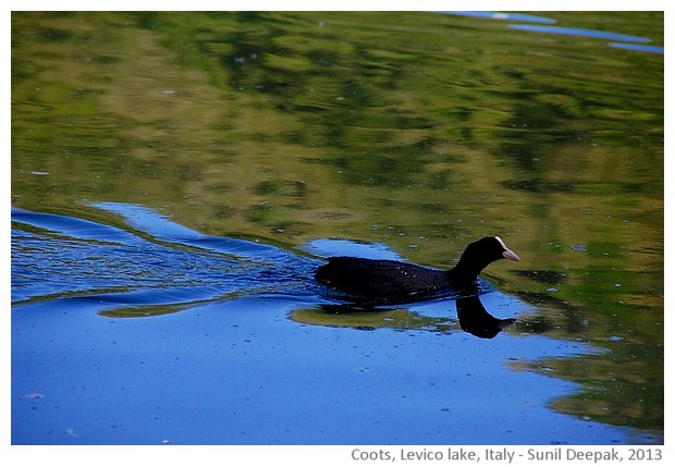 Coots, water birds, Levico lake, Italy - images by Sunil Deepak, 2013