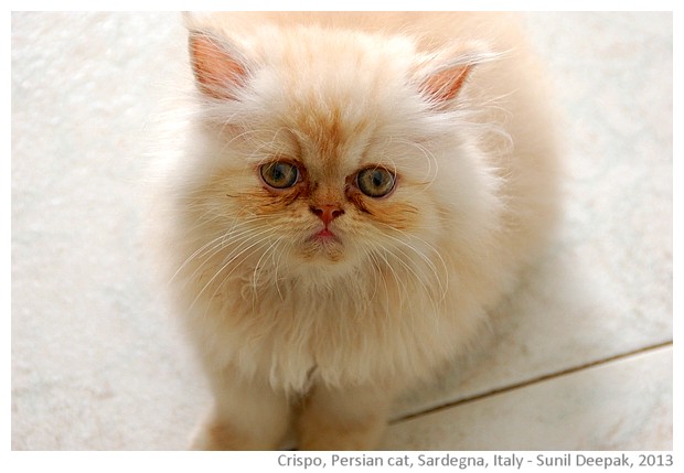 A white Persian baby cat, Sardinia, Italy - images by Sunil Deepak, 2013