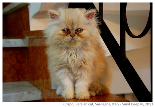 A white Persian baby cat, Sardinia, Italy - images by Sunil Deepak, 2013