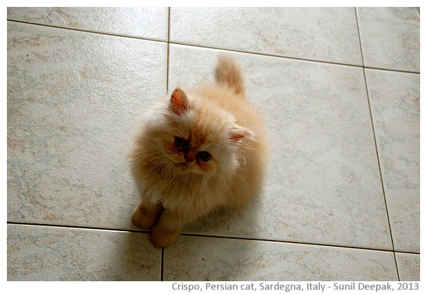 A white Persian baby cat, Sardinia, Italy - images by Sunil Deepak, 2013