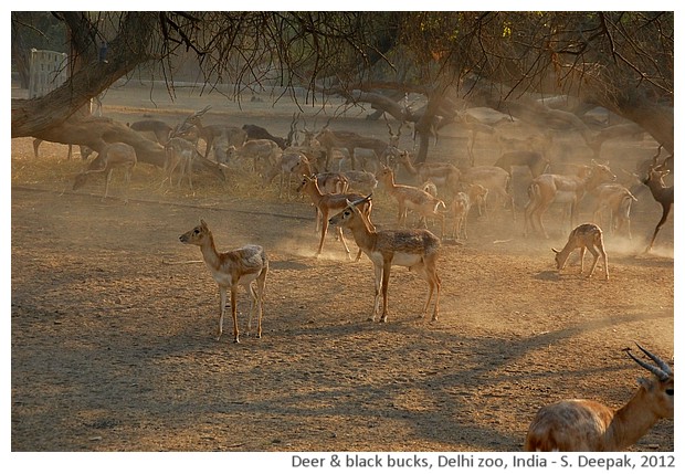Deer & black bucks, Delhi Zoo, India - S. Deepak, 2012