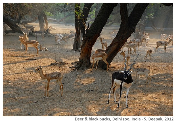 Deer & black bucks, Delhi Zoo, India - S. Deepak, 2012