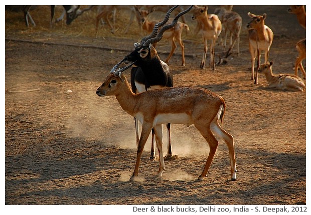 Deer & black bucks, Delhi Zoo, India - S. Deepak, 2012
