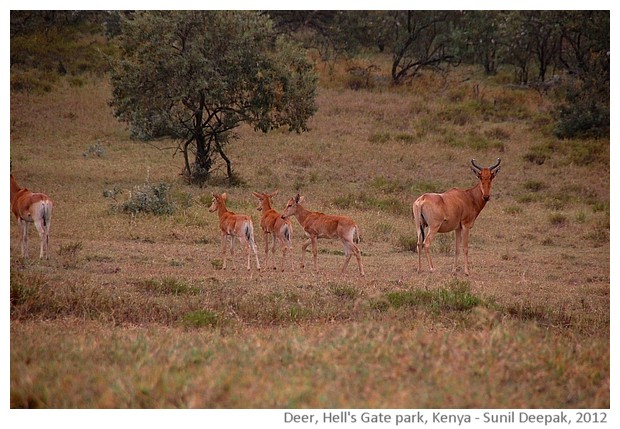 Deer, Hell's gate natural park, Kenya - images by Sunil Deepak, 2012