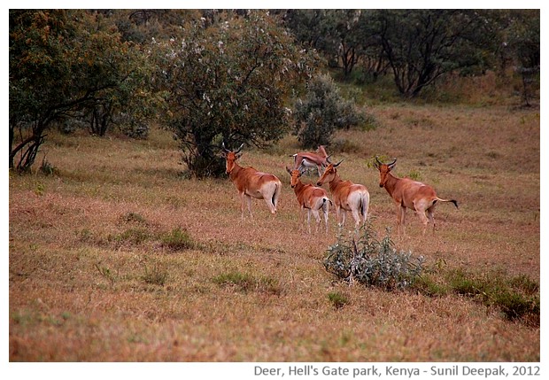 Deer, Hell's gate natural park, Kenya - images by Sunil Deepak, 2012