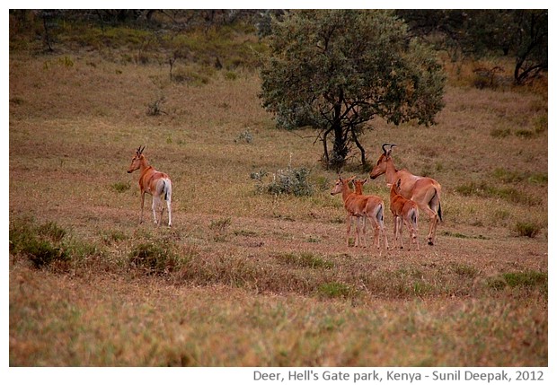 Deer, Hell's gate natural park, Kenya - images by Sunil Deepak, 2012