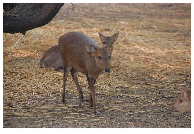 Hog deer in Delhi zoo, India