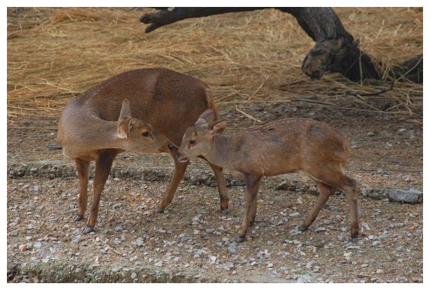 Hog deer in Delhi zoo, India
