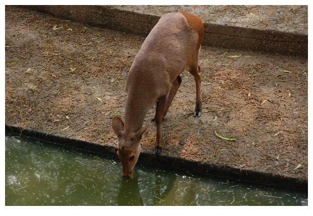 Hog deer in Delhi zoo, India