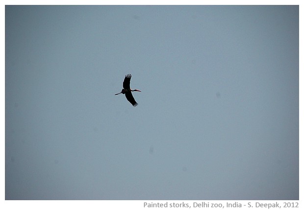 Painted storks, Delhi zoo, India - S. Deepak, 2012