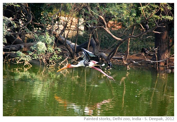 Painted storks, Delhi zoo, India - S. Deepak, 2012