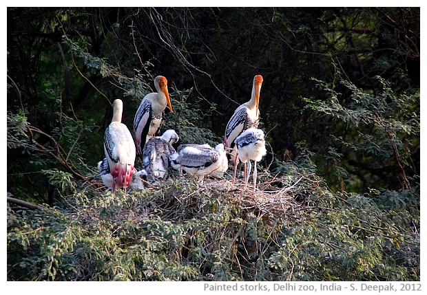 Painted storks, Delhi zoo, India - S. Deepak, 2012