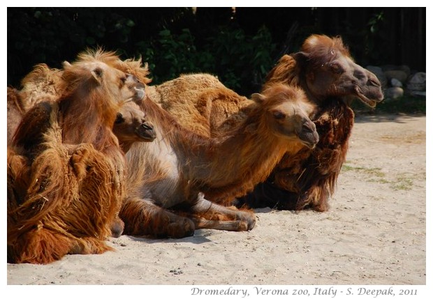 Dromedary, Verona zoo Italy - images by S. Deepak