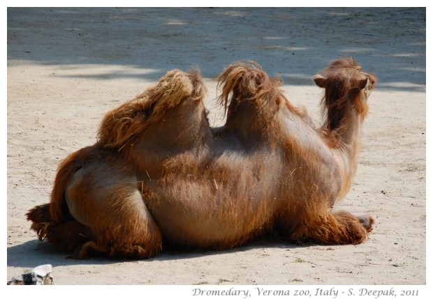 Dromedary, Verona zoo Italy - images by S. Deepak