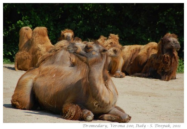 Dromedary, Verona zoo Italy - images by S. Deepak