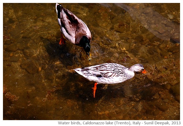 Water birds, Caldonazzo lake, Trento, Italy - images by Sunil Deepak, 2013