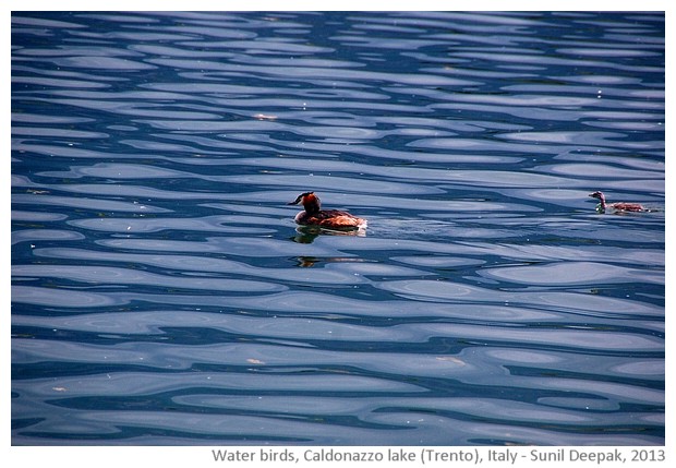 Water birds, Caldonazzo lake, Trento, Italy - images by Sunil Deepak, 2013
