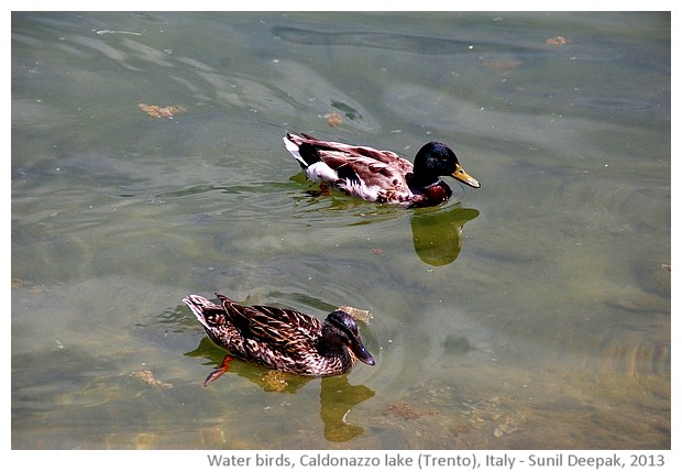 Water birds, Caldonazzo lake, Trento, Italy - images by Sunil Deepak, 2013