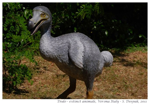 Statue of Elephant bird, Verona Italy - Images by S. Deepak