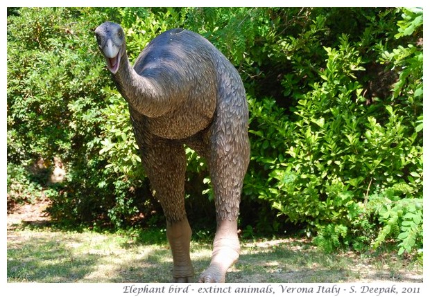 Statue of Dodo, Verona Italy - Images by S. Deepak