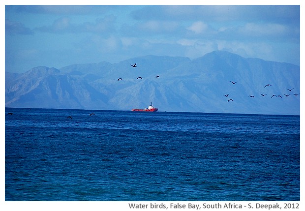 Water birds, Naivasha lake, Kenya - S. Deepak, 2012