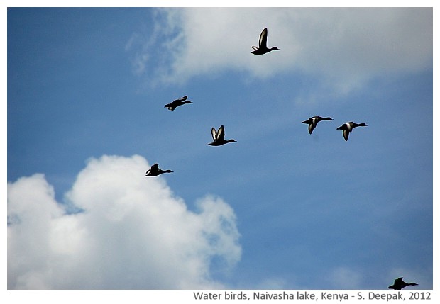 Water birds, False bay, South Africa - S. Deepak, 2012