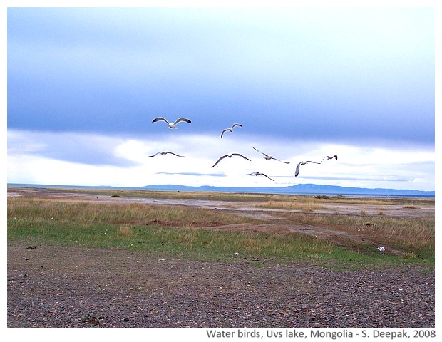 Water birds, Vus lake, Mongolia - S. Deepak, 2008