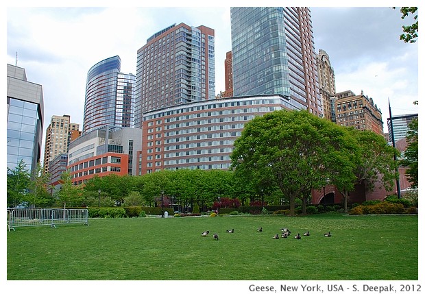 Geese in New York - S. Deepak, 2012